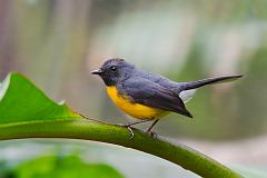 Slate-throated Redstart