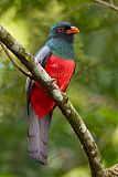 Slaty-tailed Trogon