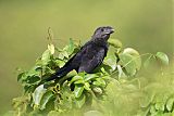 Smooth-billed Aniborder=