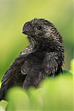 Smooth-billed Ani