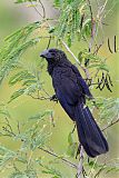 Smooth-billed Ani