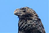 Smooth-billed Ani