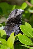 Smooth-billed Ani