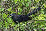 Smooth-billed Aniborder=