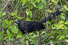 Smooth-billed Ani