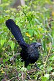 Smooth-billed Ani