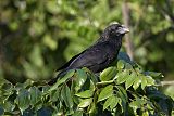 Smooth-billed Ani