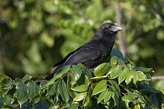 Smooth-billed Ani