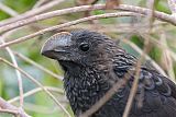 Smooth-billed Ani