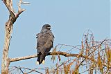 Snail Kite