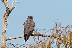 Snail Kite