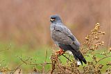 Snail Kite