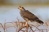 Snail Kite