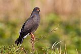 Snail Kite