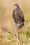 Snail Kite