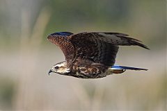 Snail Kite