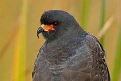 Snail Kite