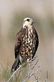 Snail Kite