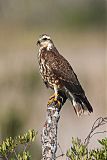 Snail Kite