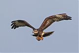 Snail Kite