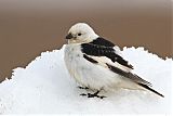 Snow Bunting