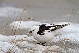 Snow Bunting