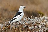 Snow Bunting