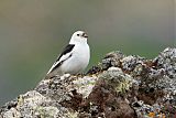 Snow Bunting