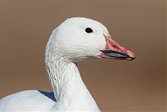 Snow Goose