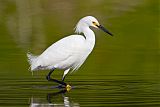 Snowy Egret