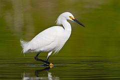 Snowy Egret