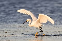 Snowy Egret