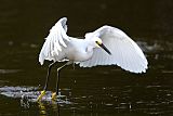 Snowy Egret