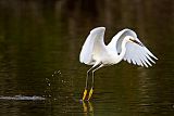 Snowy Egret