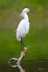 Snowy Egret