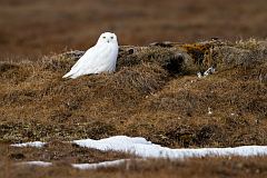 Snowy Owl