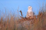 Snowy Owl