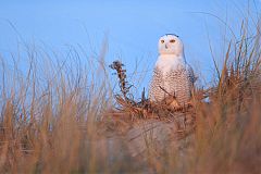 Snowy Owl