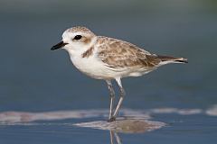 Snowy Plover