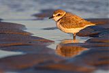 Snowy Plover