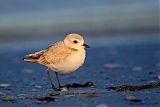 Snowy Plover