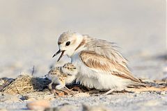 Snowy Plover