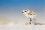 Snowy Plover