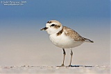 Snowy Plover