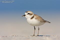 Snowy Plover