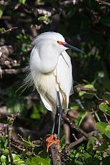 Snowy Egret