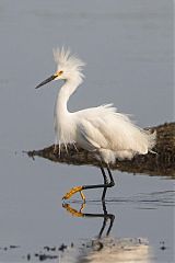 Snowy Egret