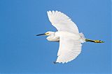 Snowy Egret