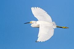 Snowy Egret