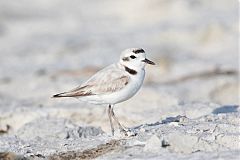 Snowy Plover